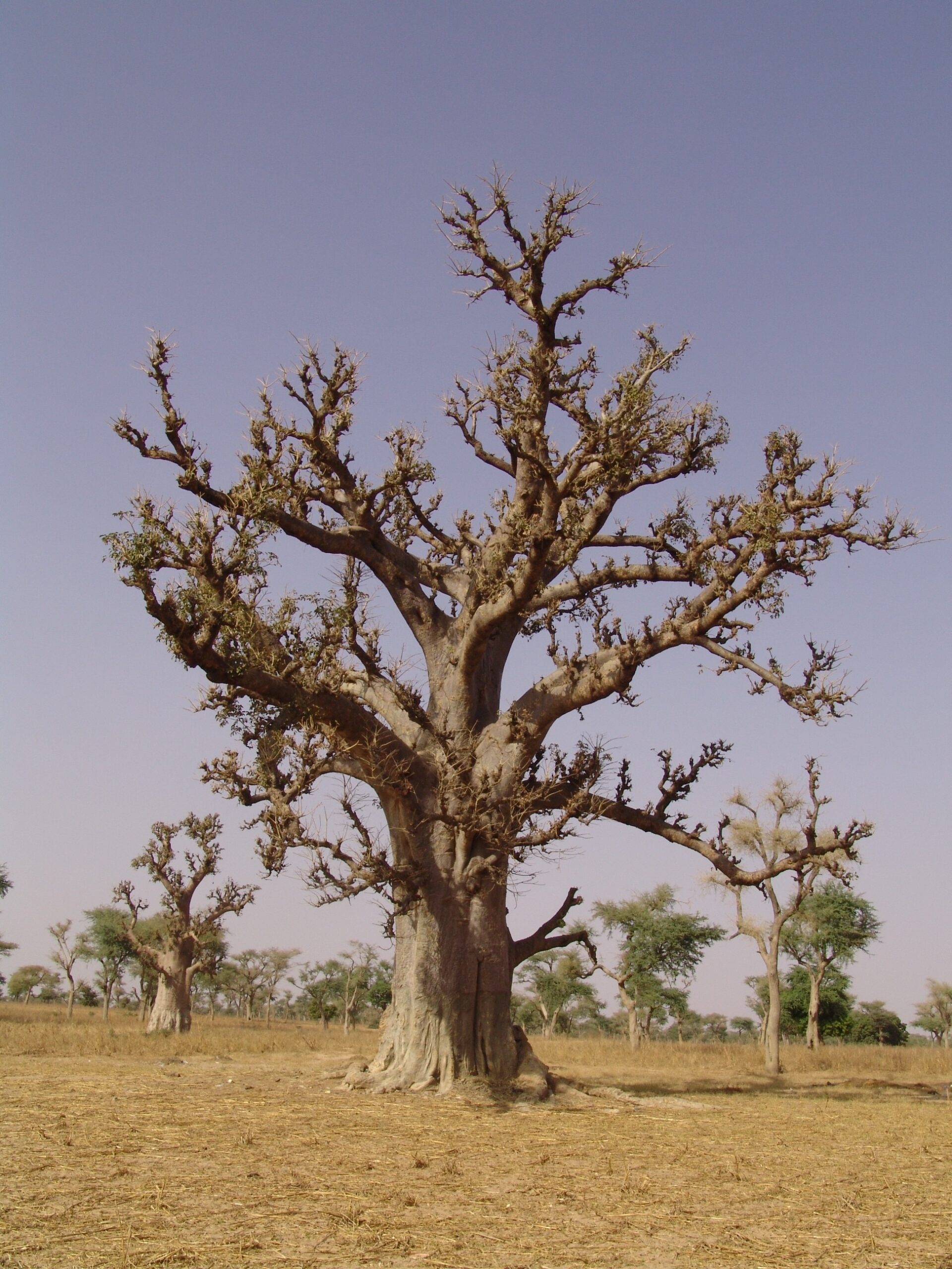 Un grande baobab in primo piano in una foresta di baobab nell'assolata savana senegalese
