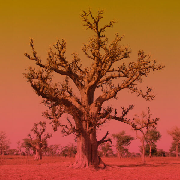 Un grande baobab in primo piano in una foresta di baobab nell'assolata savana senegalese